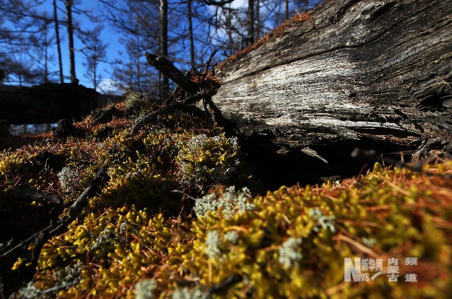 Глубокая осень в горах Аршань 