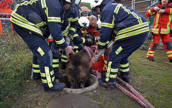 Сбежавший из швейцарского зоопарка осел застрял в колодце