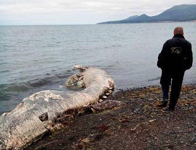 Неизвестное науке морское животное найдено на побережье Сахалина