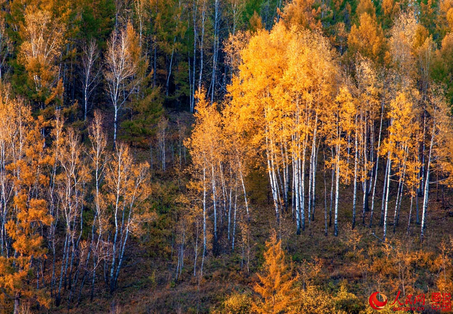 Осенний пейзаж в Дасинаньлине