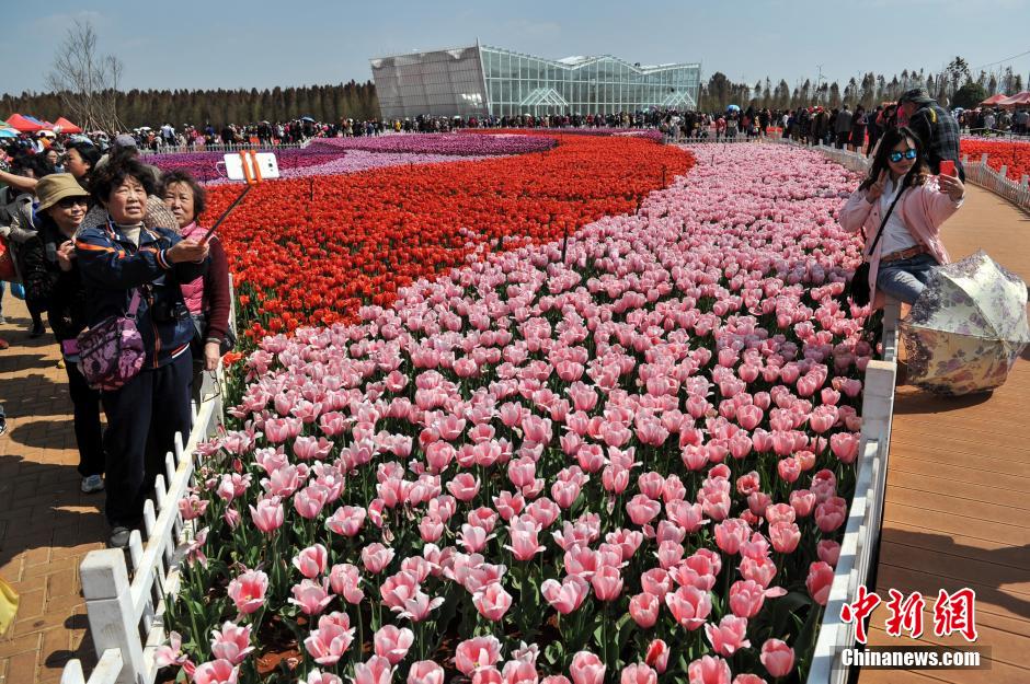 600 тысяч тюльпанов в Куньмине привлекают десятки тысяч туристов