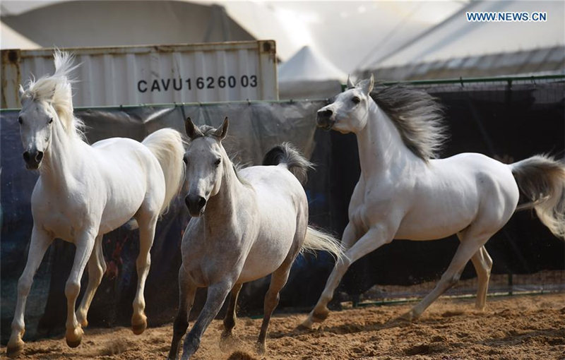 Всемирно известное конное шоу "Cavalia" впервые пройдет в Пекине