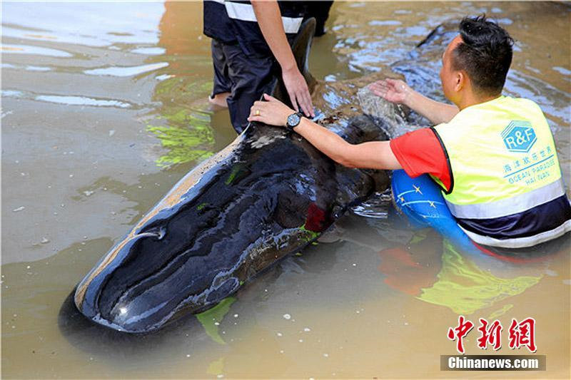 На фото: Сотрудники службы спасения поливают гринду водой, чтобы не допустить перегревания тела.