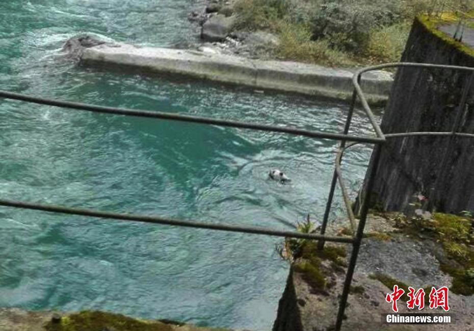 Китайские полицейские за 3 часа выручили дикую панду из воды