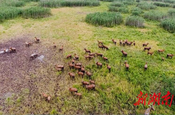 В Хунане обнаружено самое большое стадо милу