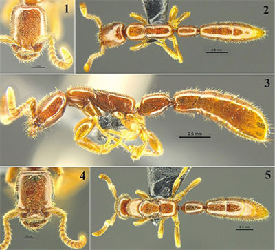 Редкий вид муравьев обнаружен в Южном Китае