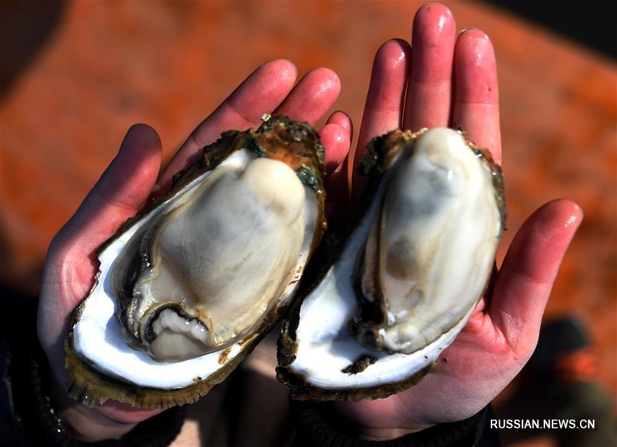 Устричные фермы в море Маовэй на юге Китая