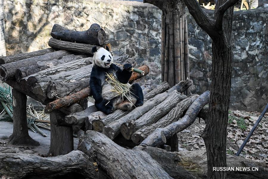 Большие панды нежатся в лучах зимнего солнца