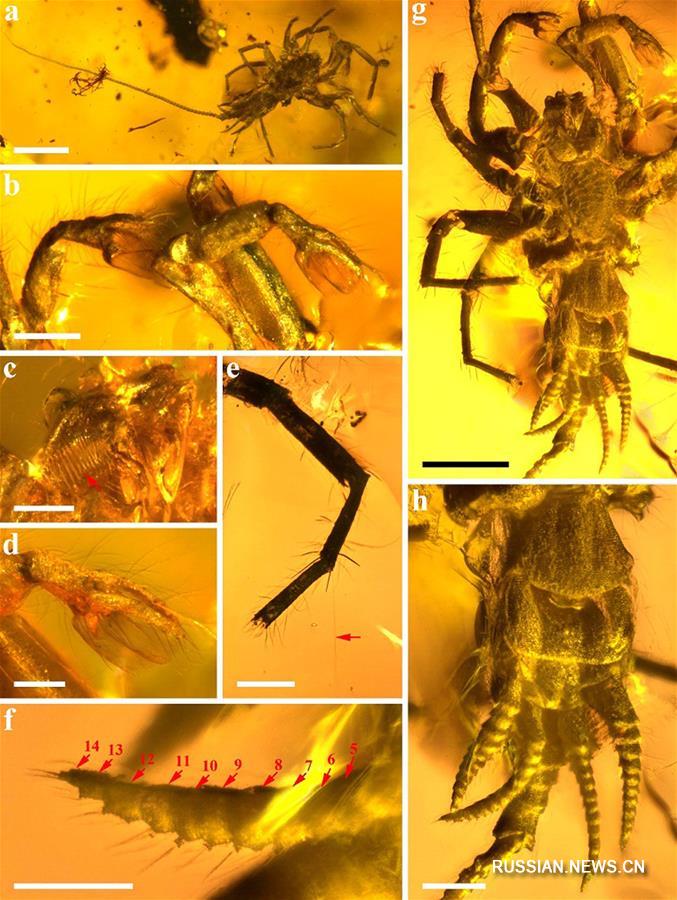 Китайские ученые обнаружили вымерший вид пауков в янтаре