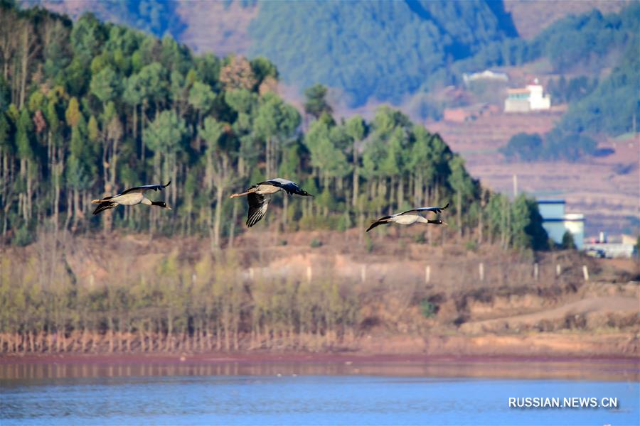 Заповедник черношейных журавлей в уезде Хуэйцзэ