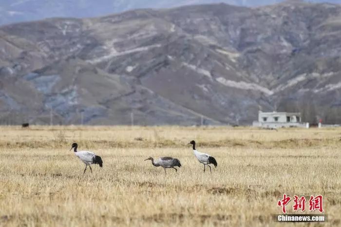 Черношейные журавли на зимовку прилетели в долину реки Лхаса