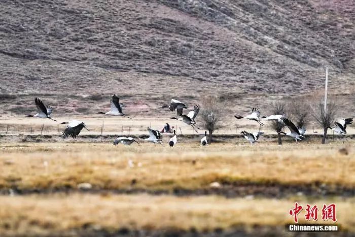 Черношейные журавли на зимовку прилетели в долину реки Лхаса