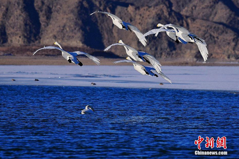 Около 100 лебедей прилетели на зимовку на водохранилище Цзиньчуанься