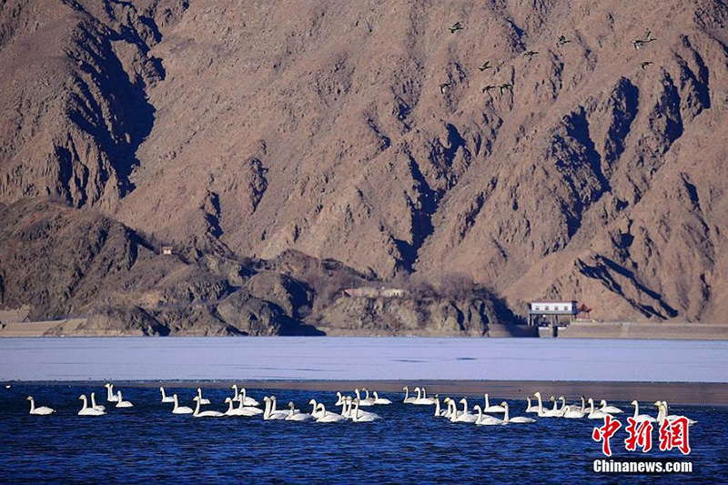 Около 100 лебедей прилетели на зимовку на водохранилище Цзиньчуанься