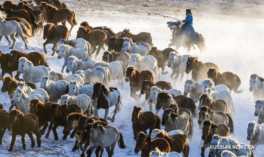 Табун лошадей, несущийся по заснеженной степи