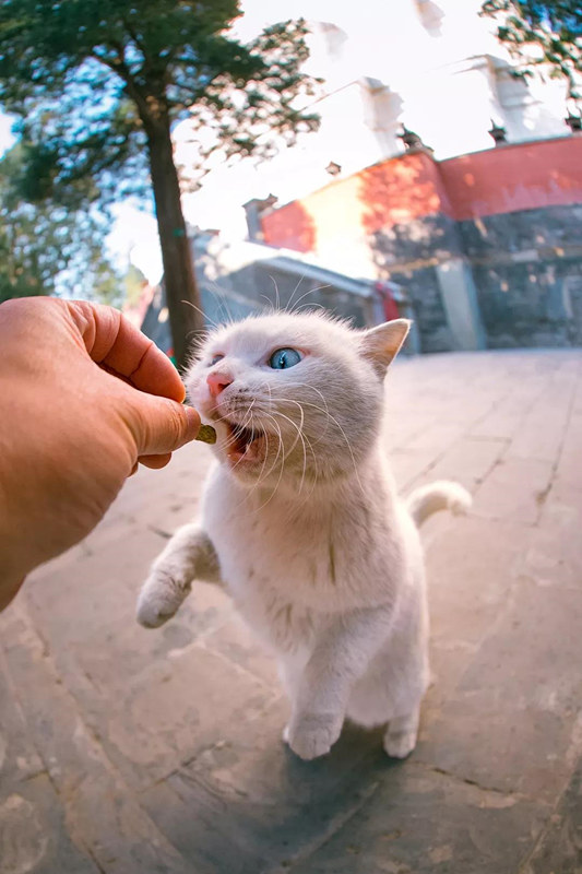 Подборка лучших фотографий с кошками от китайского дизайнера за 2018 год