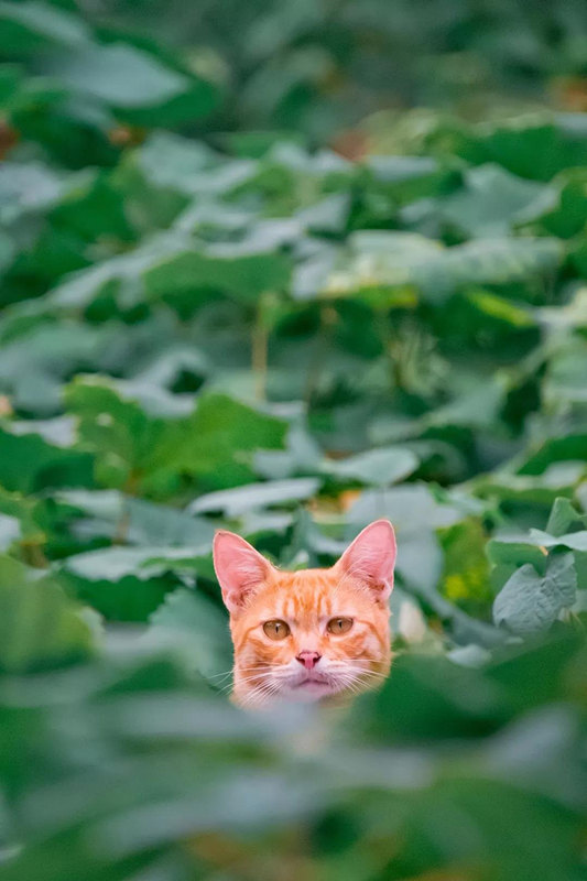 Подборка лучших фотографий с кошками от китайского дизайнера за 2018 год