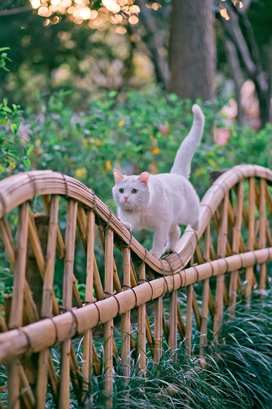 Подборка лучших фотографий с кошками от китайского дизайнера за 2018 год