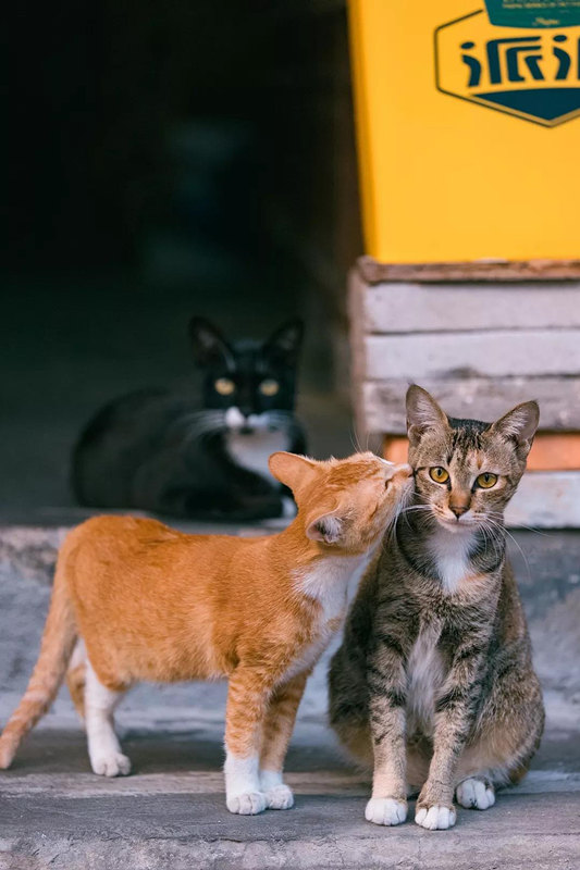 Подборка лучших фотографий с кошками от китайского дизайнера за 2018 год