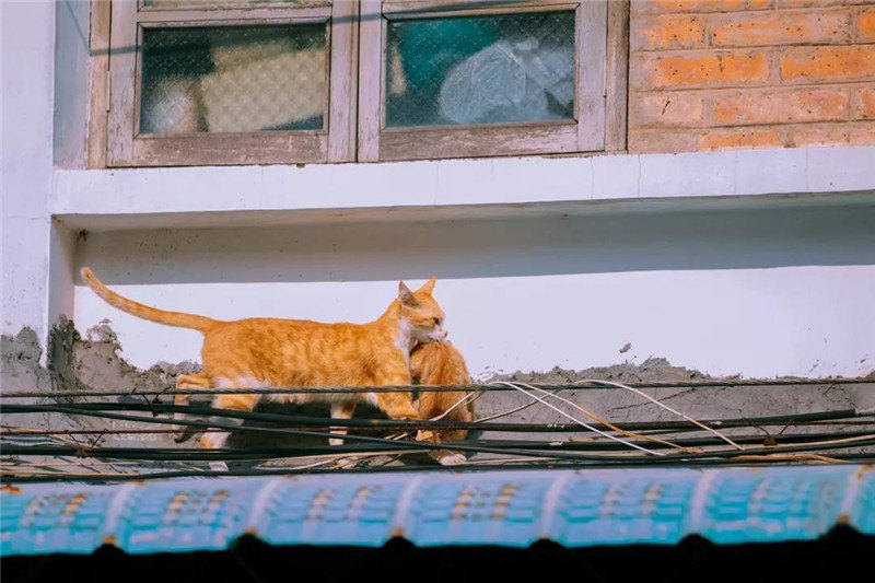 Подборка лучших фотографий с кошками от китайского дизайнера за 2018 год