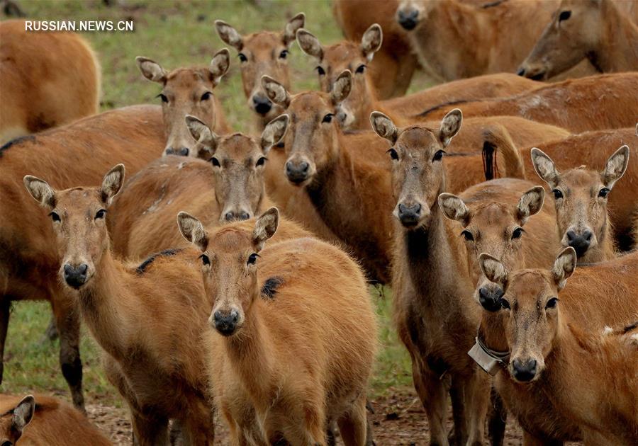 Популяция милу в национальном заповеднике Дафэн превысила 5000 особей