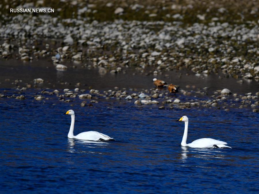 "Лебединое озеро" в водно-болотных угодьях реки Хуанхэ