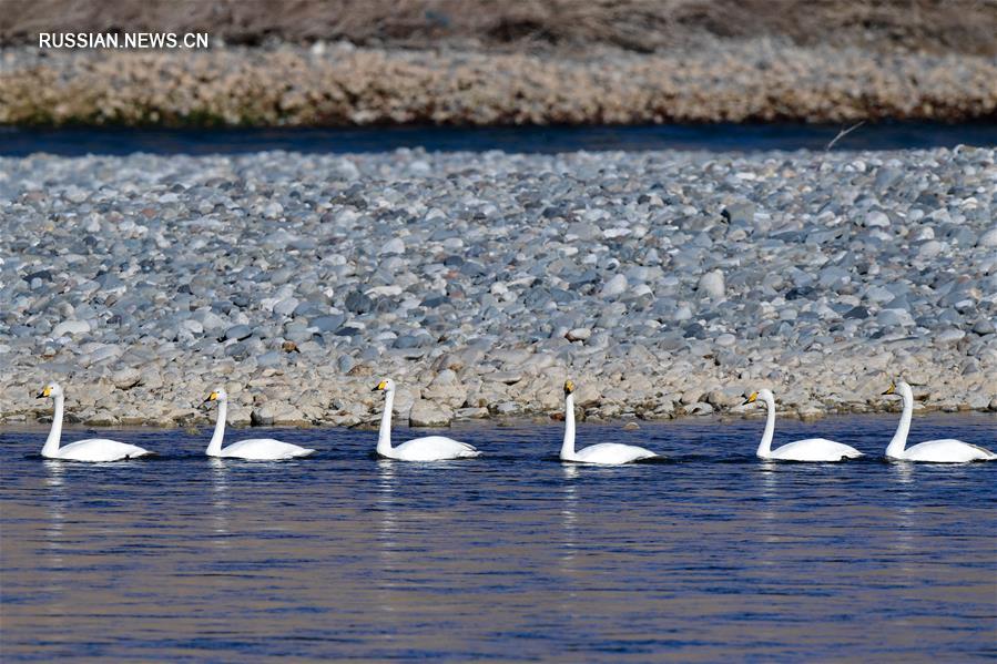 "Лебединое озеро" в водно-болотных угодьях реки Хуанхэ