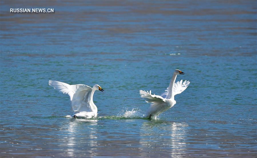 "Лебединое озеро" в водно-болотных угодьях реки Хуанхэ