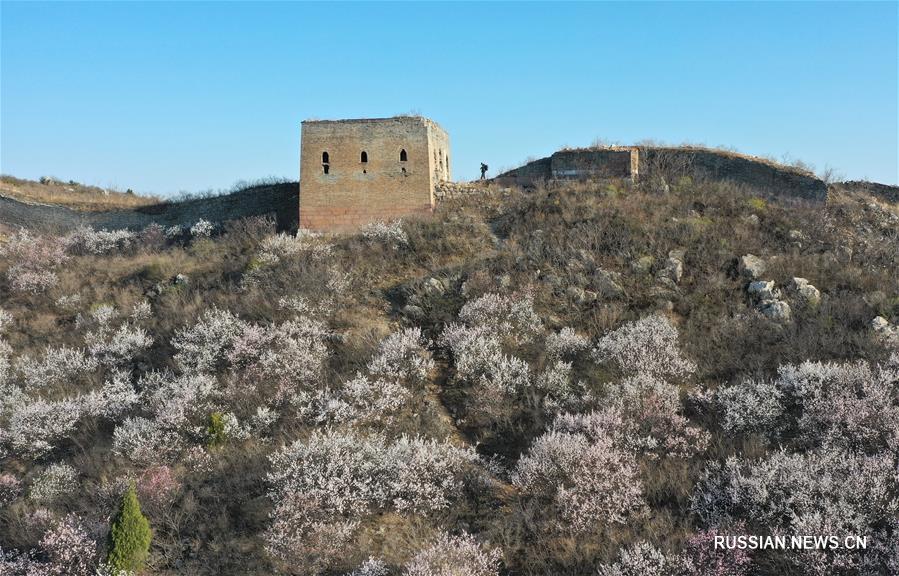 В горах Яньшань зацвели сибирские абрикосы