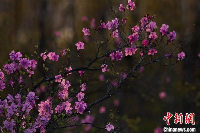 Майские рододендроны на берегу озера Ханка