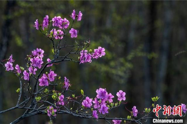 Майские рододендроны на берегу озера Ханка