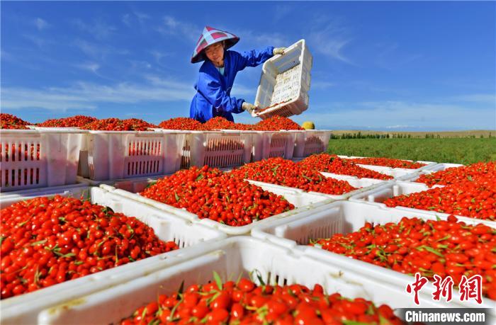 Сезон сбора урожая ягод годжи в китайском уезде Гаотай