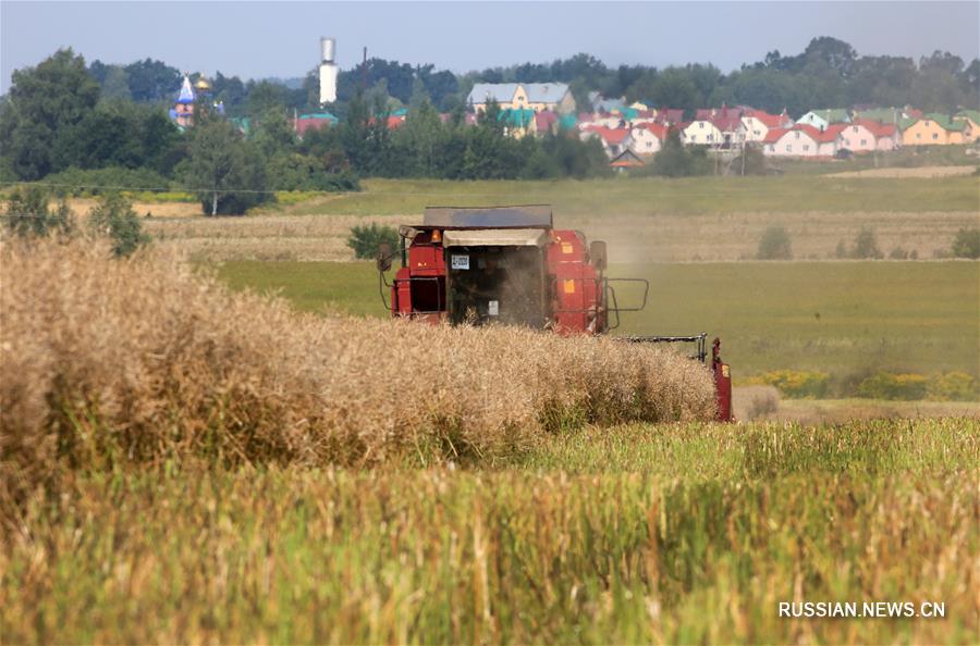 Урожай сельскохозяйственных культур в Беларуси в этом году будет выше прошлогоднего