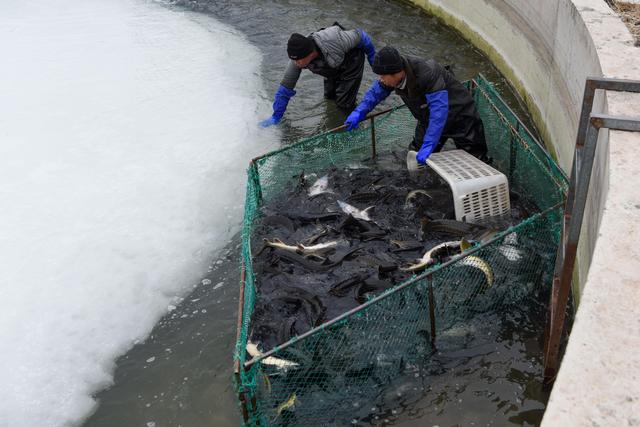 В уезде Яньшар Синьцзяна развивается особый водный промысел