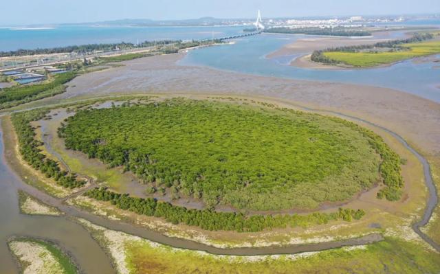 ?Морской лес? на острове Хайнань -  дом для перелетных птиц