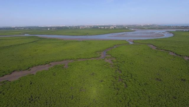 ?Морской лес? на острове Хайнань -  дом для перелетных птиц