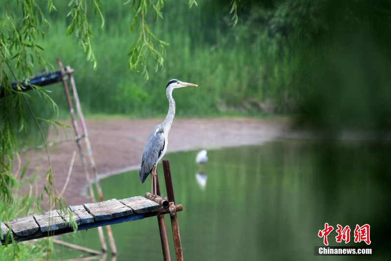 Национальный  парк водно-болотных угодий Цзинвэй — ?птичий рай? провинции Шаньси