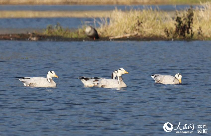 В городе Тэнчун провинции Юньнань проживает 67 видов водоплавающих птиц