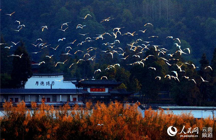 В городе Тэнчун провинции Юньнань проживает 67 видов водоплавающих птиц