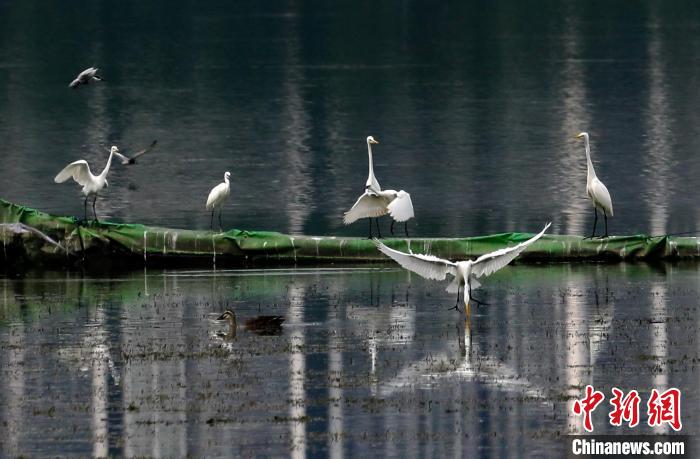 Парк Шаху в Ухане стал местом обитания водоплавающих птиц