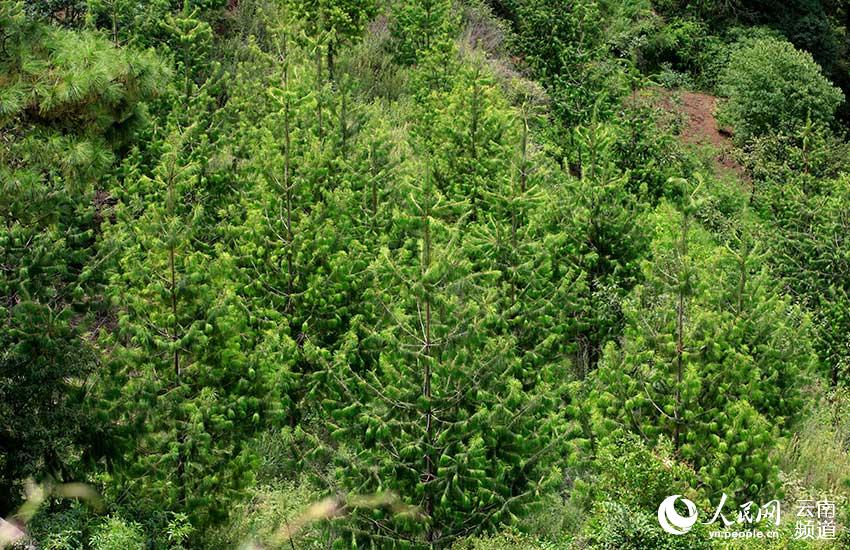 В Китае заметно выросла численность популяции крайне редкого вида сосен