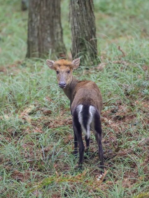 Редчайший вид животных был замечен на юго-востоке Китая