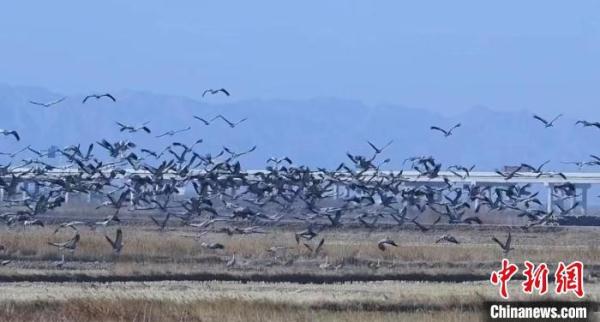 В Нинся увеличивается численность птиц благодаря улучшению экологии водно-болотных угодий