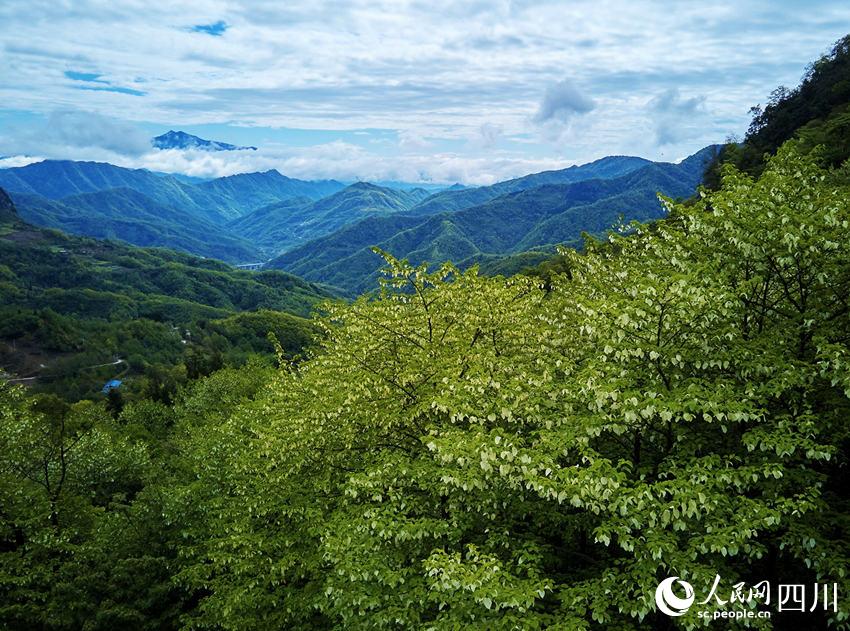 В Сычуане наступило лучшее время для наслаждения цветами, напоминающими собой мордочки больших панд