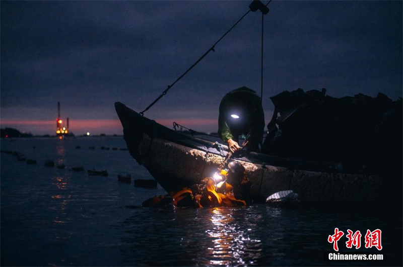 Уезд Ляньцзян — родина морской капусты в Китае