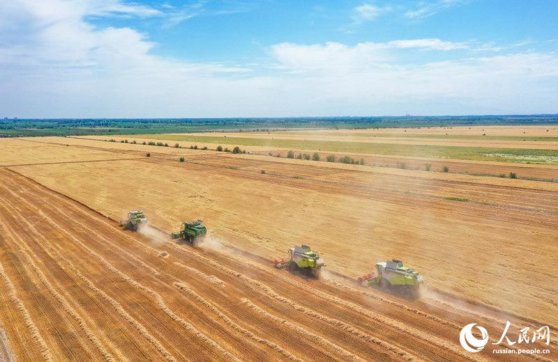 В Синьцзяне начался сбор урожая пшеницы