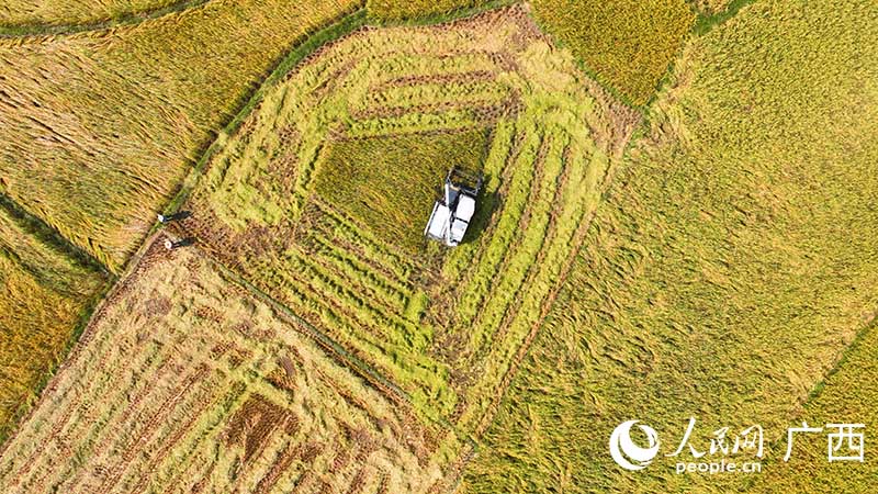 Богатый урожай позднего риса в уезде Синъе Гуанси-Чжуанского автономного района