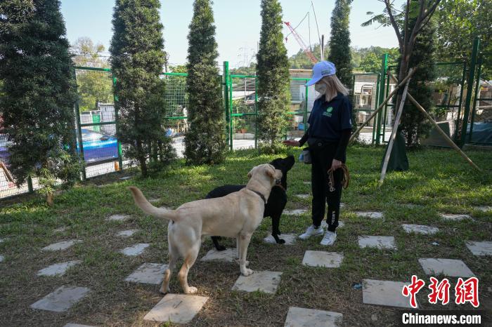 В Сянгане открылась первая школа дрессировки собак-поводырей