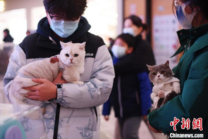 В Нанкине прошла выставка кошек