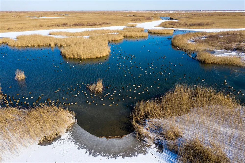 Город Дунъин прилагает усилия для восстановления водно-болотных угодий в дельте реки Хуанхэ